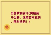 出售黄精苗子(黄精苗子出售，优质苗木直供，限时抢购！)