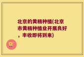 北京的黄精种植(北京市黄精种植业开展良好，丰收即将到来)