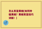 怎么育苗黄精(如何种植黄精？黄精育苗技巧详解！)