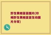 野生黄精苗苗图片(珍稀野生黄精苗苗生动图片分享)