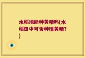 水稻地能种黄精吗(水稻田中可否种植黄精？)