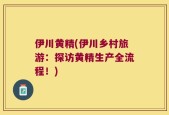 伊川黄精(伊川乡村旅游：探访黄精生产全流程！)