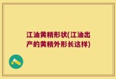 江油黄精形状(江油出产的黄精外形长这样)