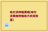 哈尔滨种植黄精(哈尔滨黄精种植助力农民致富)
