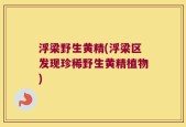 浮梁野生黄精(浮梁区发现珍稀野生黄精植物)