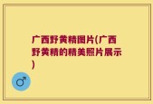 广西野黄精图片(广西野黄精的精美照片展示)