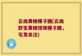 云南黄精棵子图(云南野生黄精惊现棵子图，引发关注)