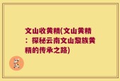 文山收黄精(文山黄精：探秘云南文山黎族黄精的传承之路)