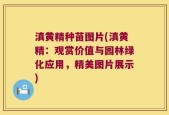 滇黄精种苗图片(滇黄精：观赏价值与园林绿化应用，精美图片展示)