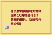 什么样的黄精叫大黄精图片(大黄精是什么？黄精的图片、功效和作用介绍)