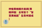 种植黄精图片新闻(黄精种植：全球首个“智慧黄精园”在贵州建成)