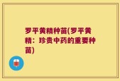 罗平黄精种苗(罗平黄精：珍贵中药的重要种苗)
