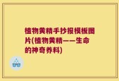 植物黄精手抄报模板图片(植物黄精——生命的神奇养料)