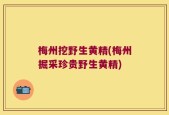 梅州挖野生黄精(梅州掘采珍贵野生黄精)