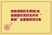 湖南湘西野生黄精(湖南湘西珍贵野生药材“黄精”成重要研究对象)