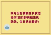 四月份野黄精生长状态如何(四月野黄精生机勃勃，生长状态看好)