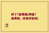 种了7亩黄精(种植7亩黄精，迎来好收成)