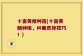 十亩黄精种苗(十亩黄精种植，种苗选择技巧！)