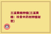 三溪黄精种植(三溪黄精：珍贵中药材种植秘密)