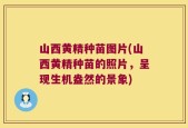 山西黄精种苗图片(山西黄精种苗的照片，呈现生机盎然的景象)