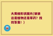 大黄精形状图片(猜猜这是植物还是草药？找找答案！)
