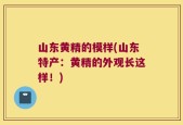 山东黄精的模样(山东特产：黄精的外观长这样！)