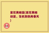 紫花黄精苗(紫花黄精幼苗，生机勃勃再春天)