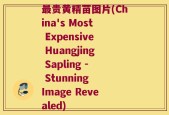 最贵黄精苗图片(China's Most Expensive Huangjing Sapling - Stunning Image Revealed)