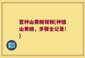 套种山黄精视频(种植山黄精，步骤全记录！)