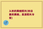 入秋的黄精照片(秋日里的黄精，高清照片分享)