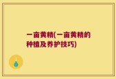 一亩黄精(一亩黄精的种植及养护技巧)