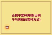山桐子套种黄精(山桐子与黄精的套种方式)