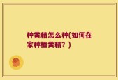 种黄精怎么种(如何在家种植黄精？)