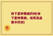 林下套种黄精药材(林下套种黄精，培育高品质中药材)