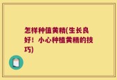 怎样种值黄精(生长良好！小心种植黄精的技巧)