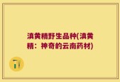 滇黄精野生品种(滇黄精：神奇的云南药材)