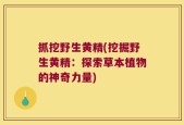 抓挖野生黄精(挖掘野生黄精：探索草本植物的神奇力量)