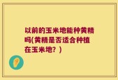 以前的玉米地能种黄精吗(黄精是否适合种植在玉米地？)