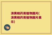 滇黄精药用植物图片(滇黄精药用植物图片展示)