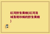 红河野生黄精(红河流域发现珍稀的野生黄精)