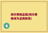 四川黄精盆栽(四川黄精成为盆栽新宠)