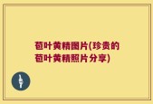 苞叶黄精图片(珍贵的苞叶黄精照片分享)