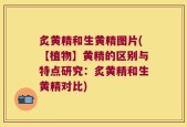 炙黄精和生黄精图片(【植物】黄精的区别与特点研究：炙黄精和生黄精对比)