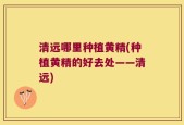 清远哪里种植黄精(种植黄精的好去处——清远)
