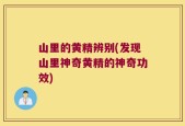 山里的黄精辨别(发现山里神奇黄精的神奇功效)