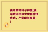 曲靖黄精种子种植(曲靖地区稻田中黄精种植成功，产量增长显著！)