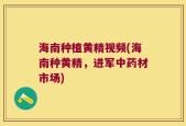 海南种植黄精视频(海南种黄精，进军中药材市场)