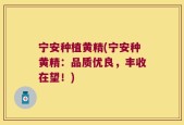 宁安种植黄精(宁安种黄精：品质优良，丰收在望！)