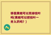 移栽黄精可以煎掉枝叶吗(黄精可以把枝叶一并入药吗？)