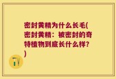 密封黄精为什么长毛(密封黄精：被密封的奇特植物到底长什么样？)